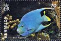 Bermuda Blue Angelfish (Holacanthus bermudensis) 
