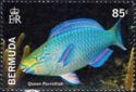 Queen Parrotfish (Scarus vetula)