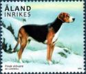 Finnish Scent Hound (Canis lupus familiaris)