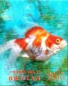 Goldfish (Carassius auratus)