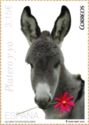 Donkey (Equus asinus asinus) - Poem "Platero and I"