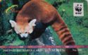 Red Panda