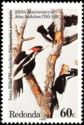 Ivory-billed Woodpecker (Campephilus principalis)