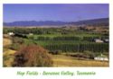 Derwent Valley. Hop Fields