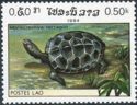 Diamondback Terrapin (Malaclemys terrapin)