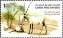 Arabian Oryx (Oryx leucoryx)