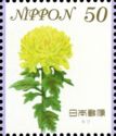 Chrysanthemum