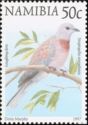 Laughing Dove (Streptopelia senegalensis)