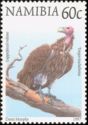 Lappet-faced Vulture (Aegypius tracheliotus)