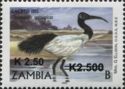 African Sacred Ibis (Threskiornis aethiopicus)