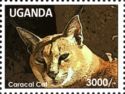 Caracal (Caracal caracal)