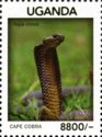 Cape Cobra (Naja nivea)
