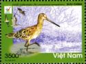 Asian Dowitcher (Limnodromus semipalmatus) 