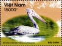Spot-billed Pelican (Pelecanus philippensis)