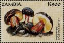 Boletus lelleri