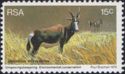 Bontebok (Damaliscus dorcas dorcas)