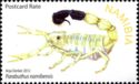 Scorpion (Parabuthus namibensis)