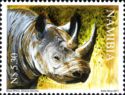 Black Rhinoceros (Diceros bicornis)