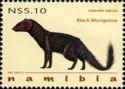 Black Mongoose (Galerella nigrata)