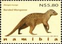 Banded Mongoose (Mungos mungo)