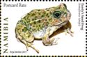 Tandy's Sand Frog (Tomopterna tandyi)