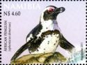 African Penguin (Spheniscus demersus)