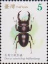 Long-fanged Stag Beetle (Dorcus schenklingi)