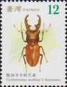 Red Stag Beetle (Cyclommatus asahinai)