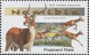 Red Lechwe (Kobus leche)