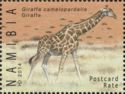 Giraffe (Giraffa camelopardalis)