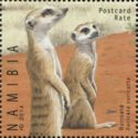 Suricate (Suricata suricatta)