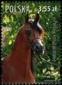 Polish Arabians (Equus ferus caballus)