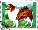 Rough Collie (Canis lupus familiaris)