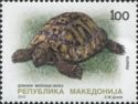 Hermann's Tortoise (Testudo hermanni)