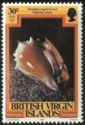 West Indian Fighting Conch (Strombus pugilis)