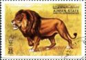 Lion (Panthera leo)