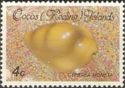 Money Cowrie (Cypraea moneta)