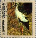 White Stork (Ciconia ciconia)