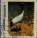 Red-Crowned Crane (Grus japonensis)