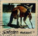 Red Kangaroo (Osphranter rufus)