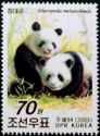 Giant Panda (Ailuropoda melanoleuca)