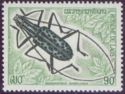 Longhorn Beetle (Macrochenus isabellinus )