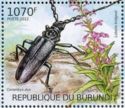 Ground Beetle (Cerambyx dux), Tupa Rosada (Lobelia bridgesii