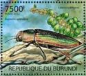 The Goldstreifiger (Buprestis splendens), Blue Latan Palm (L