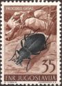 Ground Beetle (Carabus gigas)