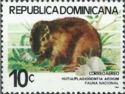 Hispanolian Hutia (Plagiodontia aedium)
