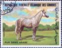Arabian (Equus ferus caballus)