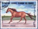 Anglo-Arabian (Equus ferus caballus)