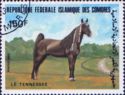 Tennessee Thoroughbred (Equus ferus caballus)