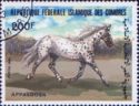 Appaloosa (Equus ferus caballus)